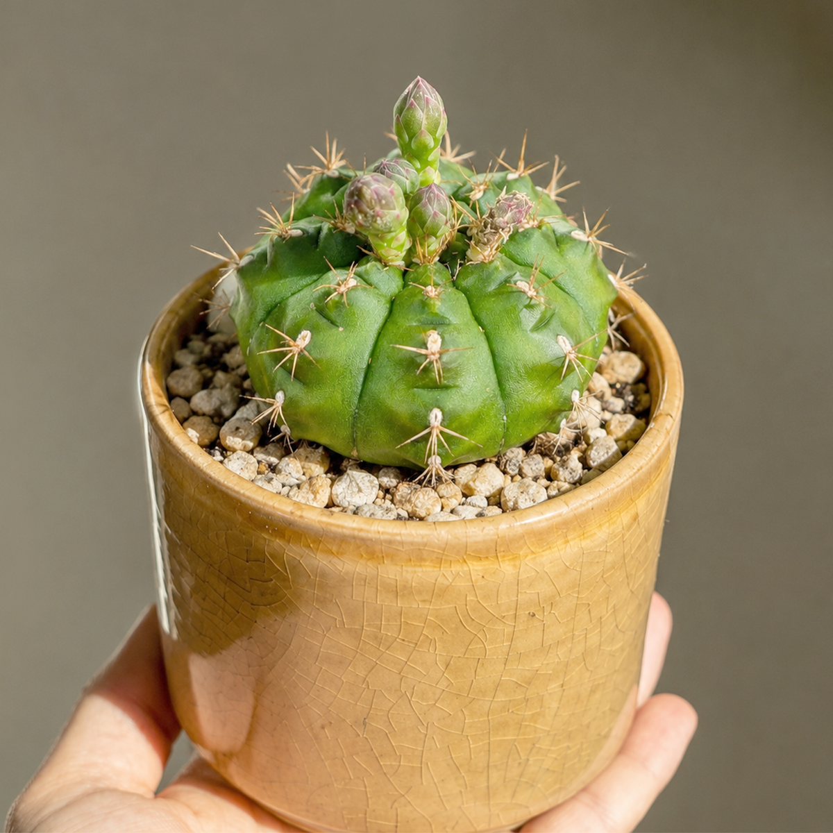 Gymnocalycium damsii var. rotundulum live plant for sale. This small cactus features a rounded body with subtle ribs and attractive spines. Easy to care for, it thrives in bright light, well-draining soil, and requires minimal watering.