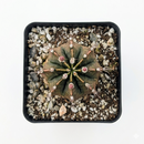 Buy an 8-pack of 4" live plants online. Choose eight plants of your choice to create a lush and diverse collection in 4" pots. Perfect for filling larger spaces, decorating your home or office, and growing your plant collection.