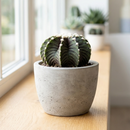 1–2" Gymnocalycium friedrichii VOS 1241 for sale. Featuring a compact globe-shaped body and beautifully textured ribs, this collectible cactus stands out in any display. It prefers a sunny location, gritty soil, and light watering once the soil has completely dried. Perfect for decorating desks, shelves, terrariums, or sunny windowsills.