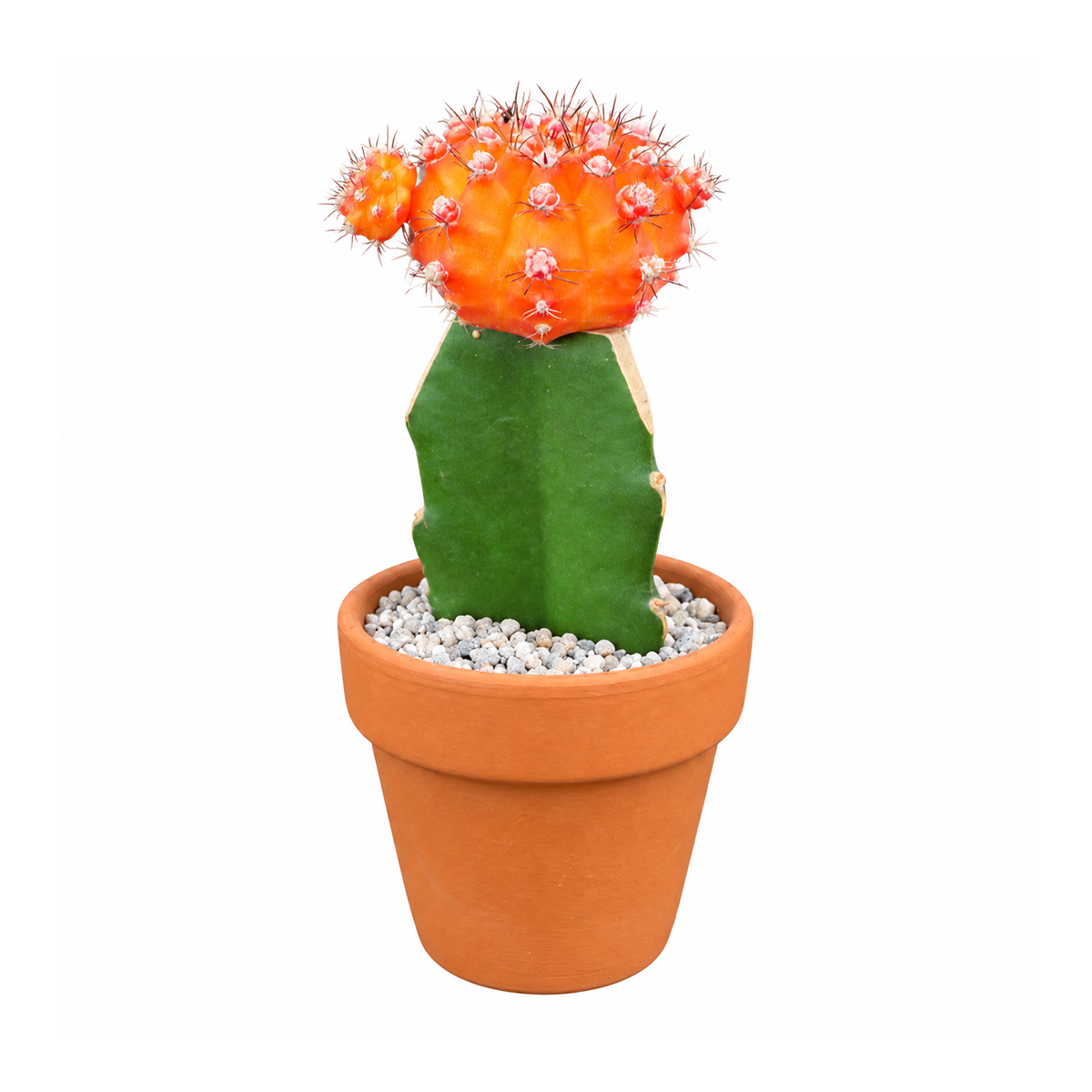 4-Pack - 2" Gymnocalycium mihanovichii - Grafted Moon Cactus (Orange) live cactus for sale, multiple orange moon cacti, easy to propagate, why leaves turn yellow, pollen producing, indoor decor accent, a vibrant gift for enthusiasts