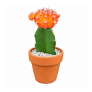 Gymnocalycium mihanovichii - Grafted Moon Cactus (Orange)