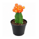 Gymnocalycium mihanovichii - Grafted Moon Cactus (Orange)