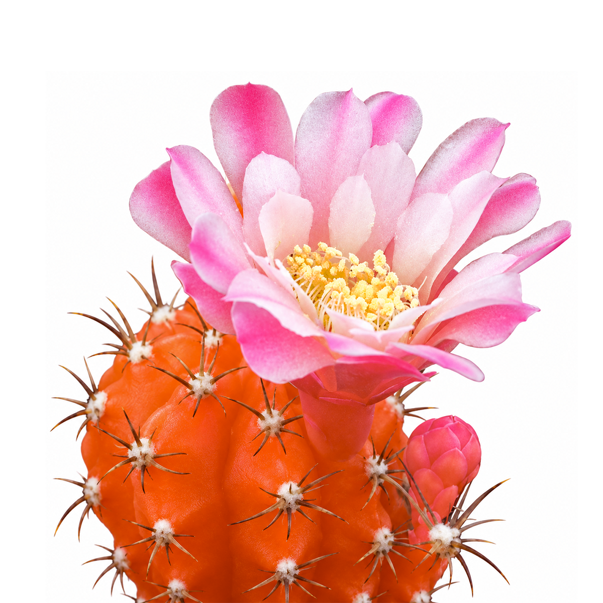 2-Pack - 2" Gymnocalycium mihanovichii - Grafted Moon Cactus (Orange) live cactus for sale, striking orange grafted moon cactus, fascinating hybrid form, survives 10-day trip alone, needs cover from rain, adds a pop of color, excellent starter plant, unique gift choice