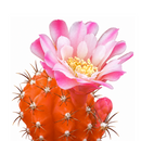 Gymnocalycium mihanovichii - Grafted Moon Cactus (Orange)