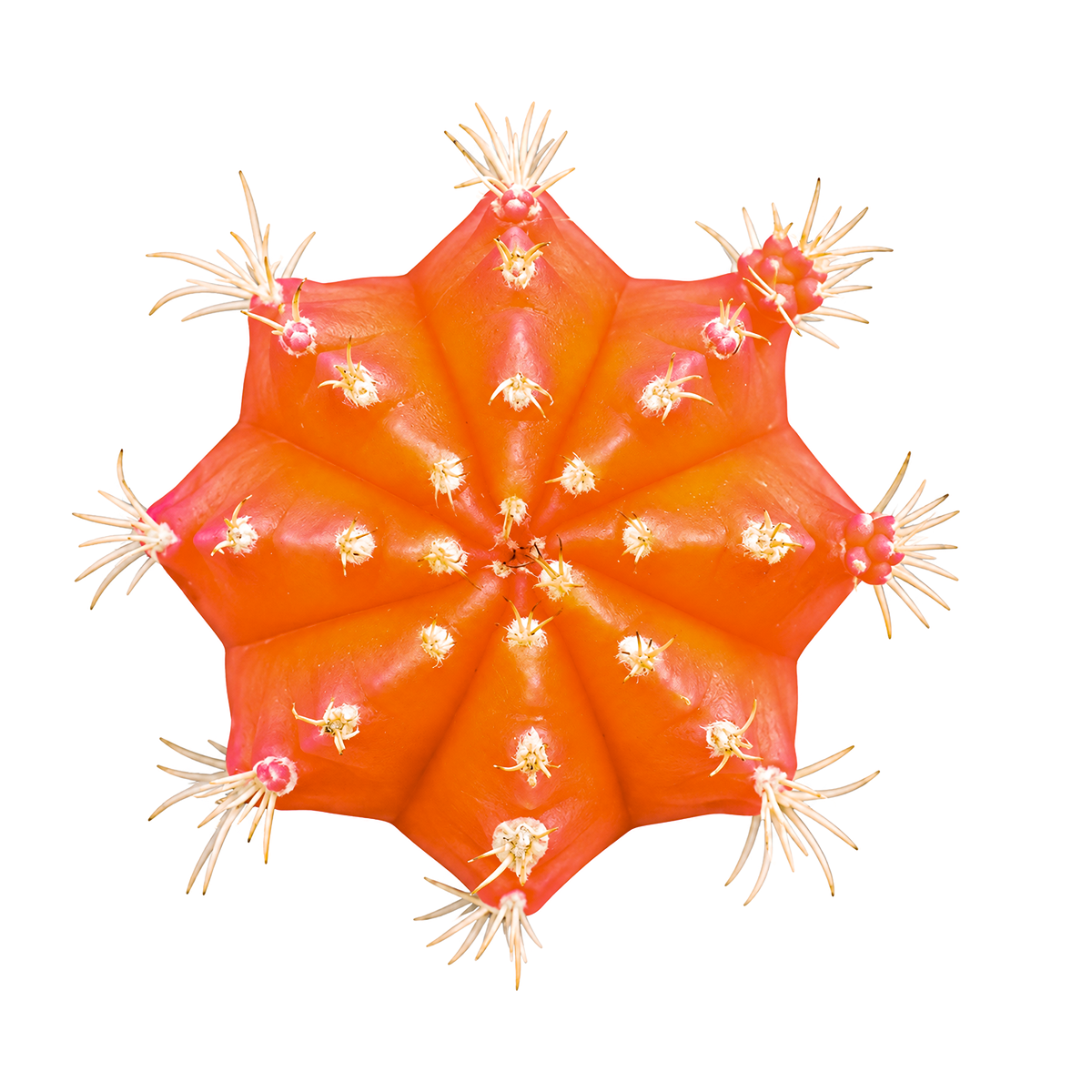 2 inch Gymnocalycium mihanovichii - Grafted Moon Cactus (Orange) live cactus for sale, vivid orange top cactus, grafted onto green base, drought tolerant, adaptable to indoor air, releases oxygen at night, perfect for shelves, a cheerful present