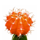 Gymnocalycium mihanovichii - Grafted Moon Cactus (Orange)
