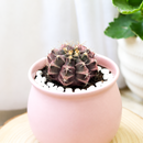 Buy an 8-pack of 4" live plants online. Choose eight plants of your choice to create a lush and diverse collection in 4" pots. Perfect for filling larger spaces, decorating your home or office, and growing your plant collection.