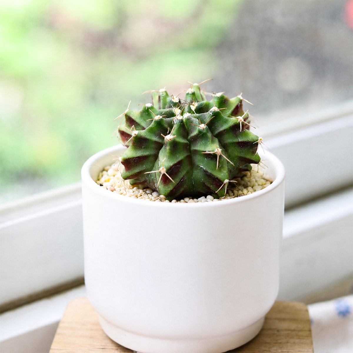 Buy Gymnocalycium mihanovichii f. variegata 'Green' live plant online. This rare variegated cactus features vibrant green tones with unique patterns, making every plant one of a kind. Easy to care for, it thrives in bright indirect light, well-draining soil, and requires only occasional watering