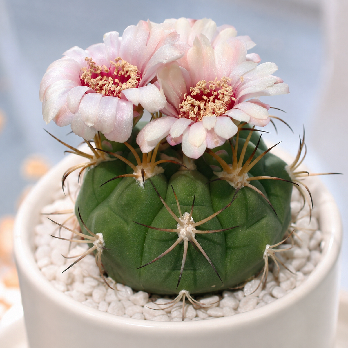 buy gymnocalycium pflanzii var. albipulpa live cactus 4 inch online, purple ball geometric spines specimen gift