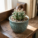 Buy an 8-pack of 4" live plants online. Choose eight plants of your choice to create a lush and diverse collection in 4" pots. Perfect for filling larger spaces, decorating your home or office, and growing your plant collection.