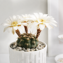 4" Gymnocalycium schroederianum for sale. Known for its compact growth habit and distinctive ribbed form, this cactus brings natural texture and character to any space. It prefers bright conditions and a fast-draining cactus mix with minimal watering. An excellent choice for both beginner growers and experienced cactus enthusiasts.