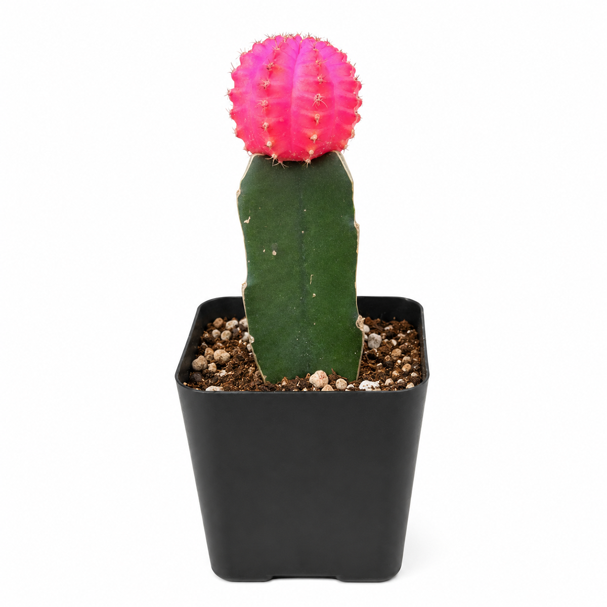 2 inch Gymnocalycium mihanovichii - Grafted Moon Cactus (Pink) live air plant for sale, bright magenta mutant scion, vigorous dragon fruit rootstock, grafted unity, fade-resistant color, indoor houseplant, unique conversation piece, perfect starter succulent