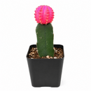 Gymnocalycium mihanovichii - Grafted Moon Cactus (Pink)