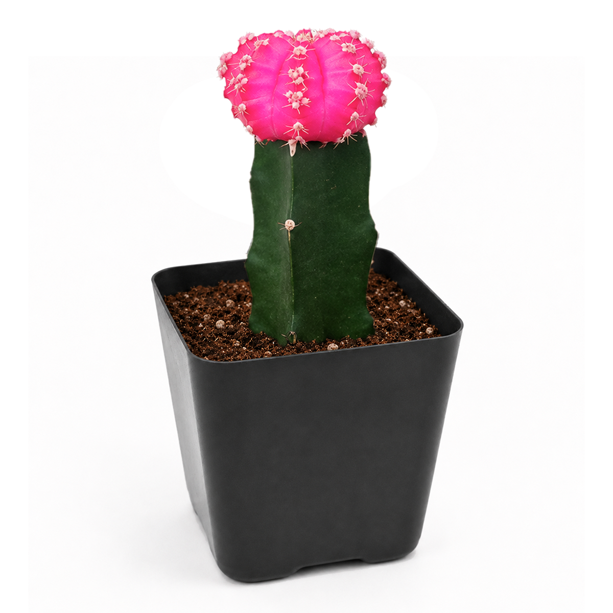 buy Gymnocalycium mihanovichii - Grafted Moon Cactus (Pink) live air plant 2-pack 2 inch online, dual pink orbs on green stems, charming grafted pairs, compact globe forms, beginner-friendly care, office windowsill display, memorable gift set for succulent lovers