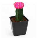Gymnocalycium mihanovichii - Grafted Moon Cactus (Pink)