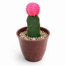 Gymnocalycium mihanovichii - Grafted Moon Cactus (Pink)