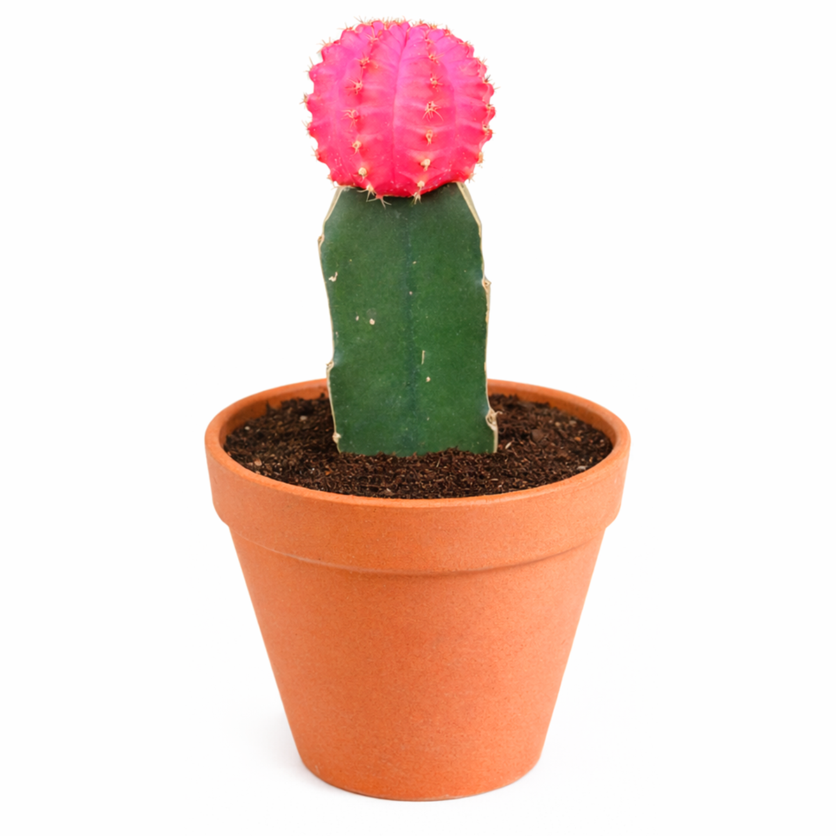 4-pack 2 inch Gymnocalycium mihanovichii - Grafted Moon Cactus (Pink) live air plant for sale, gallery of hot pink mutants, bulk savings, propagation potential through re-grafting, graft-dependent succulents, shared care routine, bulk display arrangement