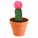 Gymnocalycium mihanovichii - Grafted Moon Cactus (Pink)