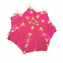 Gymnocalycium mihanovichii - Grafted Moon Cactus (Pink)