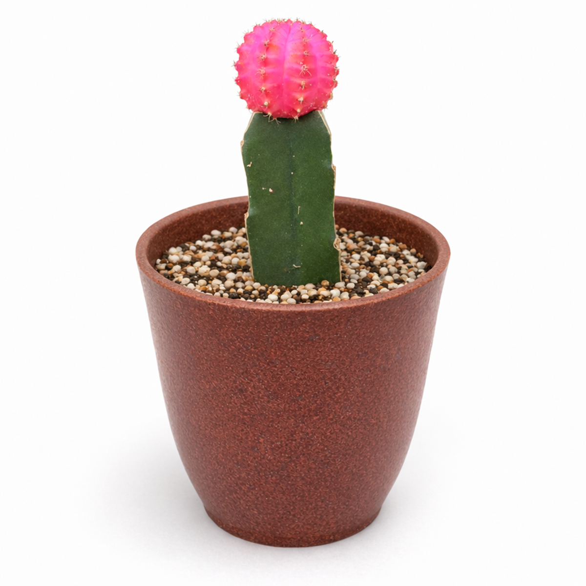 buy Gymnocalycium mihanovichii - Grafted Moon Cactus (Pink) live air plant 8-pack 2 inch online, bold collection of eight pink cacti, mass-production bulk purchase, stable graft unions, chlorophyll-free scion on rootstock base, low-humidity indoor setup, grand vivid display