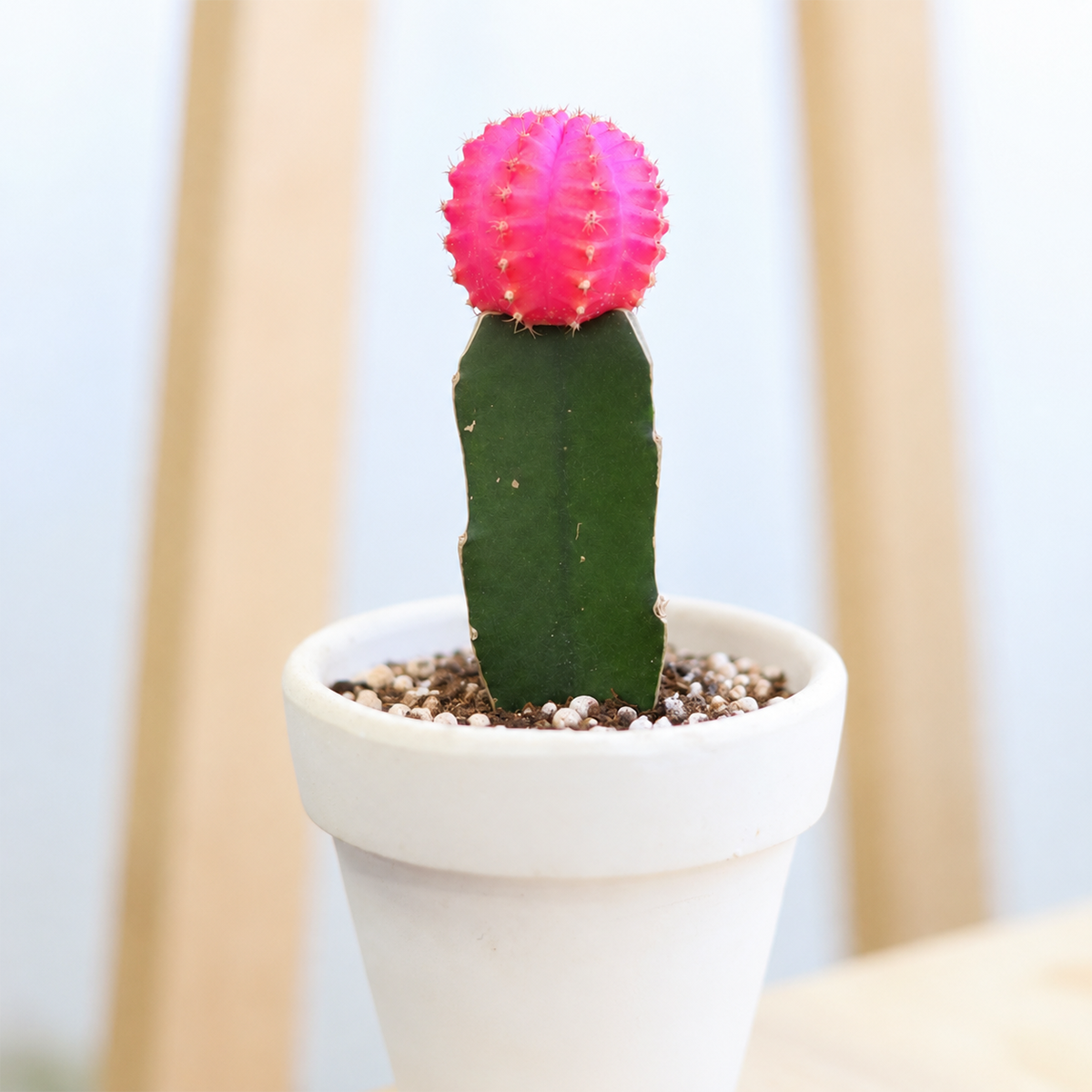 buy Gymnocalycium mihanovichii - Grafted Moon Cactus (Pink) live air plant 2 inch online, neon pink globe-shaped top, dark green rootstock base, spineless smooth texture, vibrant bicolor contrast, low light adaptable, desk or shelf decor, ideal gift for plant collectors