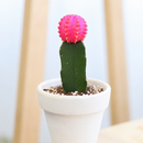 Gymnocalycium mihanovichii - Grafted Moon Cactus (Pink)