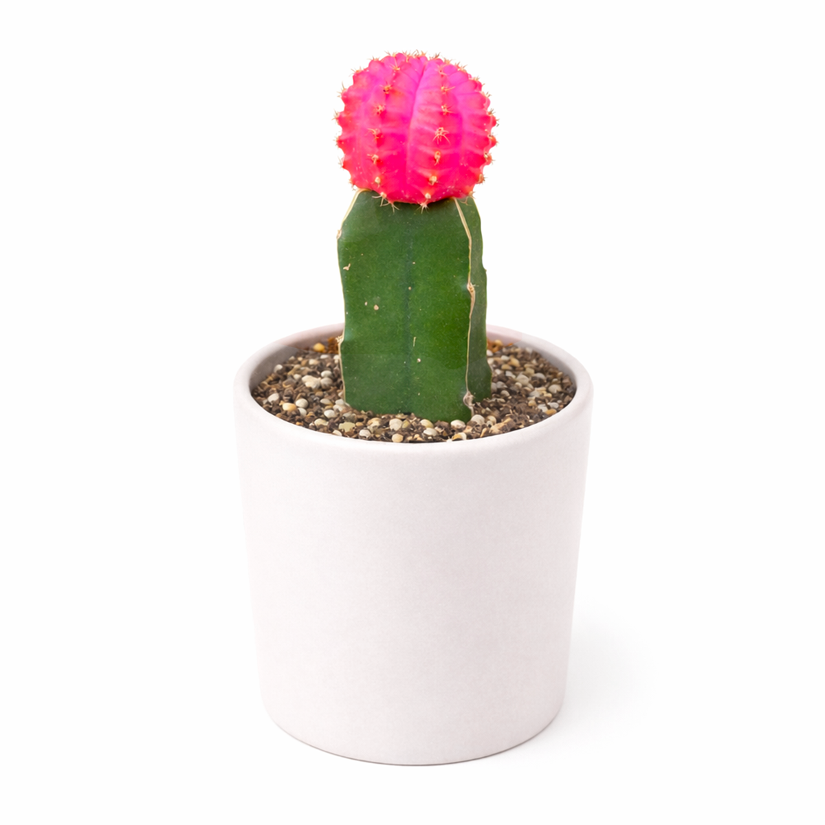8-pack 2 inch Gymnocalycium mihanovichii - Grafted Moon Cactus (Pink) live air plant for sale, major inventory of neon tops, quantity bulk deal, multiple graft combinations possible, shade-house indoor growing, color consistency across specimens, large-scale gift ensemble
