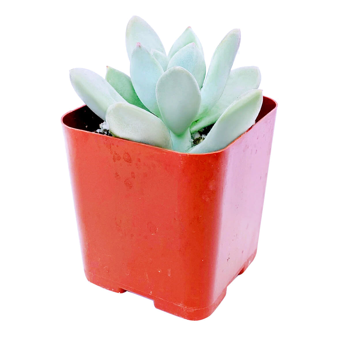 haggai succulent Pachyveria Haagei Succulent Planter