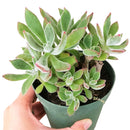 echeveria, echeveria succulent, echeveria types, succulent echeveria, buy succulents online, succulent shop, succulent store, echeveria plant, indoor succulents, echeveria succulent for sale