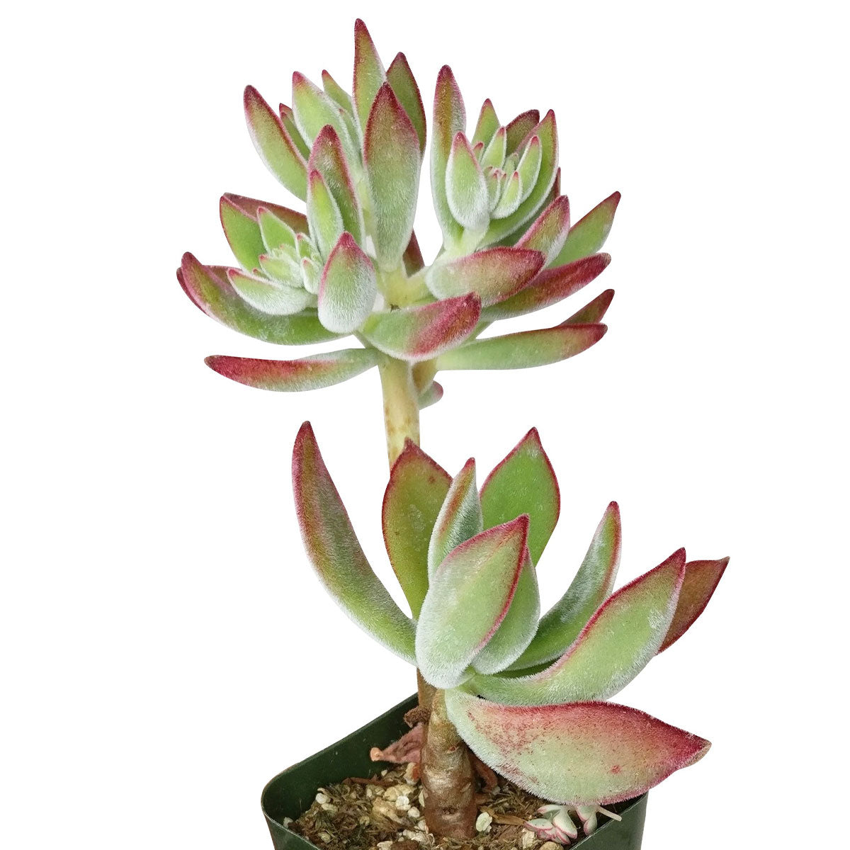 Echeveria Harmsii for sale, succulent care tips, Succulents shop near me, Succulents, monthly succulents, succulents garden, succulents shop in California, Echeveria Harmsii Ruby Slipper in California, How to grow Echeveria Harmsii Ruby Slipper, How to care echeveria succulents for thanksgiving, Easter echeveria gift, echeveria, echeveria succulent, echeveria types, succulent echeveria, buy succulents online, succulent shop, succulent store, echeveria plant, indoor succulents