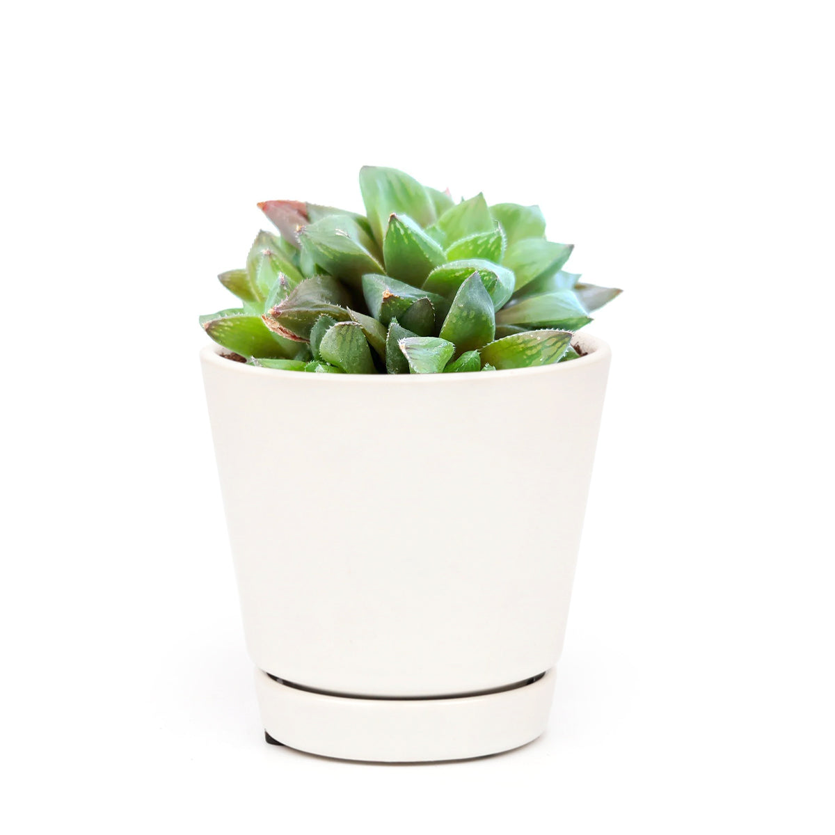 haworthia cuspidata succulent Haworthia Cuspidata Succulent - Sharp Looks & Easy Care