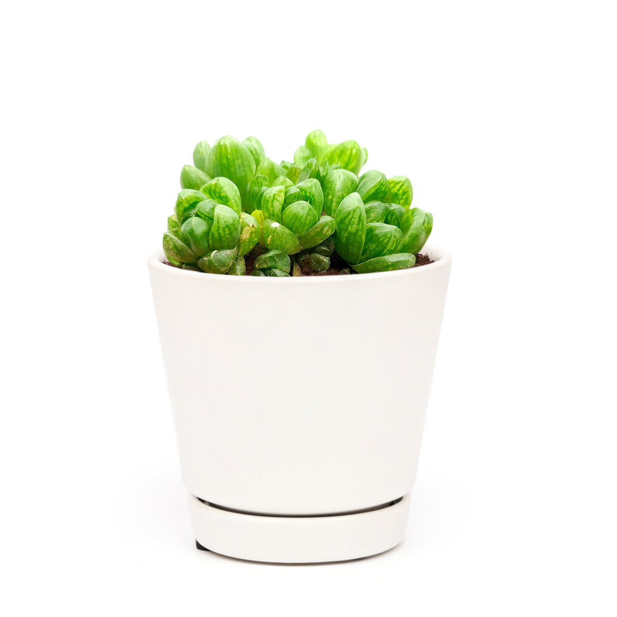 succulent with transparent tips Haworthia Cymbiformis Var. Obtusa Succulent Plant and Care Guide