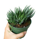 how to grow succulents, succulents store in CA, succulent plant, succulents garden, Haworthia african pearl in California, How to grow Haworthia african pearl. indoor succulents