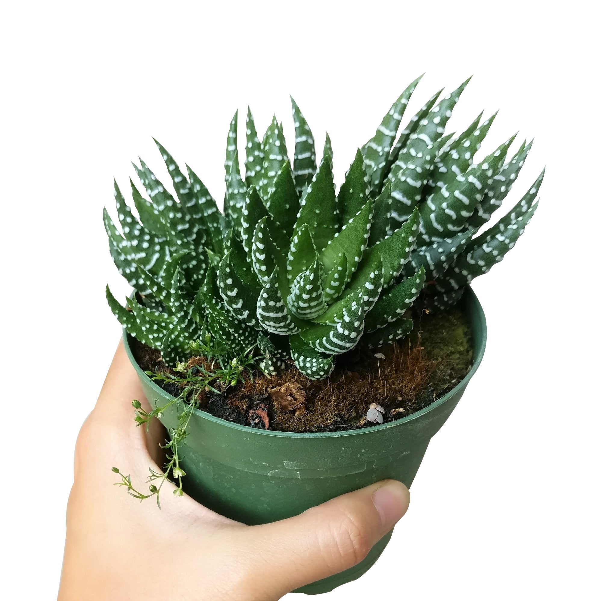 black pearl succulent Haworthia Pumila (African Pearl) Succulent