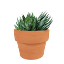 Haworthia african pearl, succulents shop in California, Succulents, Succulents shop near me, cactus, how to grow succulents, succulents store in CA, succulent plant, succulents garden, Haworthia african pearl in California, How to grow Haworthia african pearl. indoor succulents.