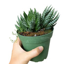 how to grow succulents, succulents store in CA, succulent plant, succulents garden, Haworthia african pearl in California, How to grow Haworthia african pearl. indoor succulents
