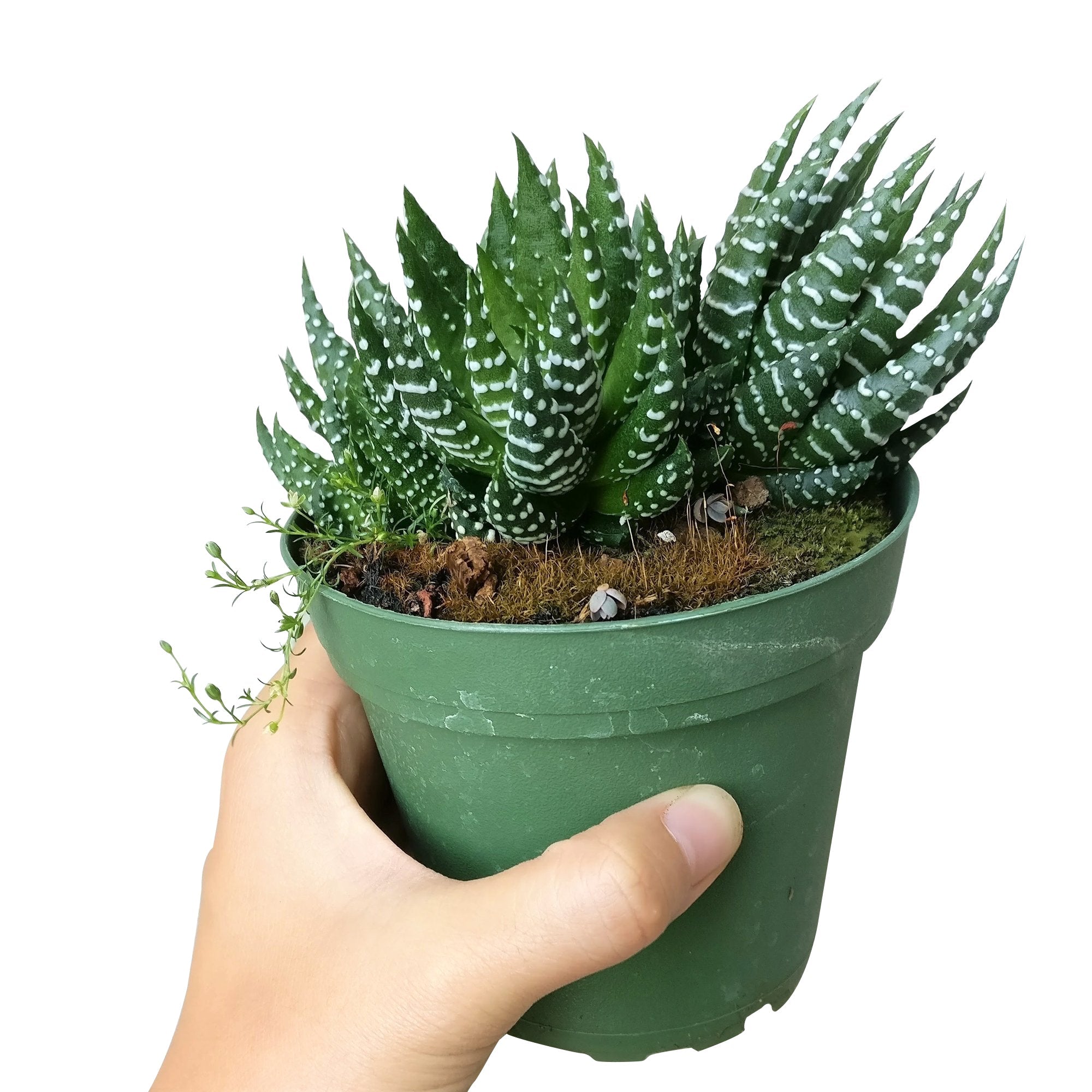 african palm tree succulent Haworthia Pumila (African Pearl) Succulent