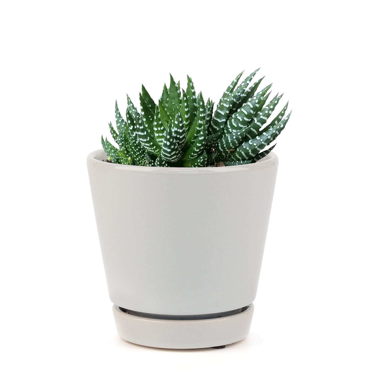 how to grow succulents, succulents store in CA, succulent plant, succulents garden, Haworthia african pearl in California, How to grow Haworthia african pearl. indoor succulents, buy haworthia succulent plant online