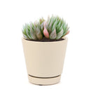 how to grow succulents, monthly succulents, indoor succulents, succulent care tips, succulent care, succulent subscription, cactus, Haworthia Cooperi in California