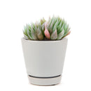 how to grow succulents, monthly succulents, indoor succulents, succulent care tips, succulent care, succulent subscription, cactus, Haworthia Cooperi in California