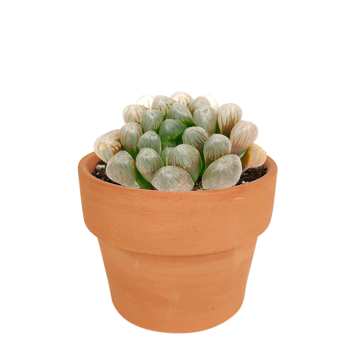 Succulents shop near me, indoor succulents, succulents garden, cactus, succulent subscription, Haworthia cooperi var. obtusa in California, How to grow Haworthia cooperi var. obtusa . indoor succulents, unique succulents