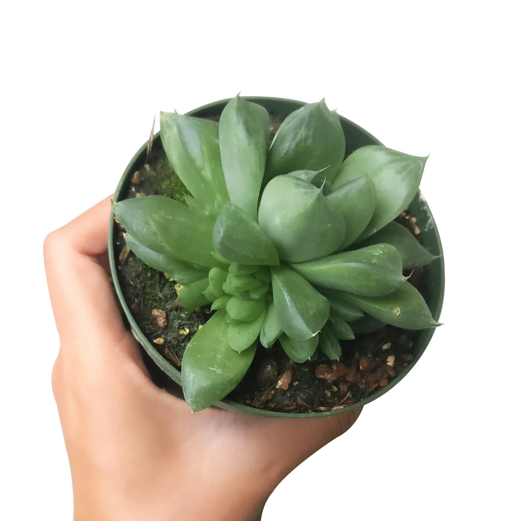 sharp succulent Haworthia Cuspidata Succulent - Sharp Looks & Easy Care