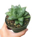succulent care guide, succulents store in CA, succulents garden, succulent care tips, cactus, Rare succulents, Haworthia Cuspidata in California