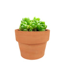 succulent care tips, Haworthia Cymbiformis Var. Obtusa in California, How to grow Haworthia Cymbiformis Var. Obtusa. indoor succulents.