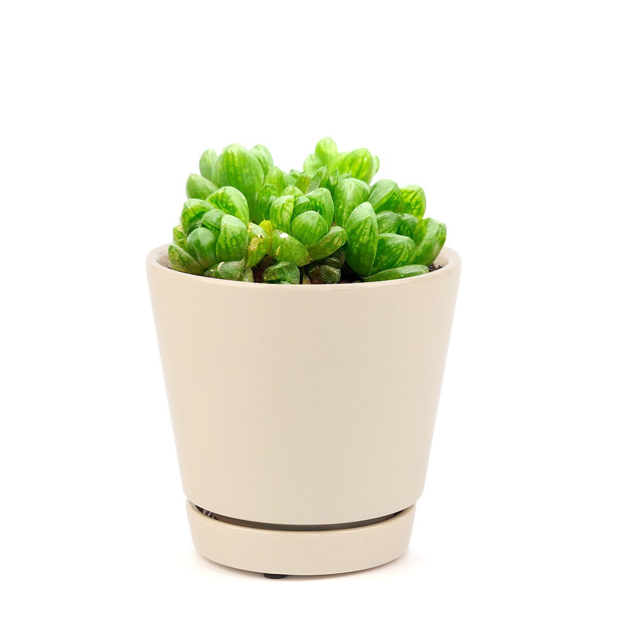 Haworthia Cymbiformis Var. Obtusa, succulent plant, succulent care guide, how to grow succulents, succulents garden, monthly succulents, succulent care, succulents store in CA, succulent care tips, Haworthia Cymbiformis Var. Obtusa in California, How to grow Haworthia Cymbiformis Var. Obtusa. indoor succulents.