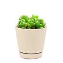 succulent care tips, Haworthia Cymbiformis Var. Obtusa in California, How to grow Haworthia Cymbiformis Var. Obtusa. indoor succulents.