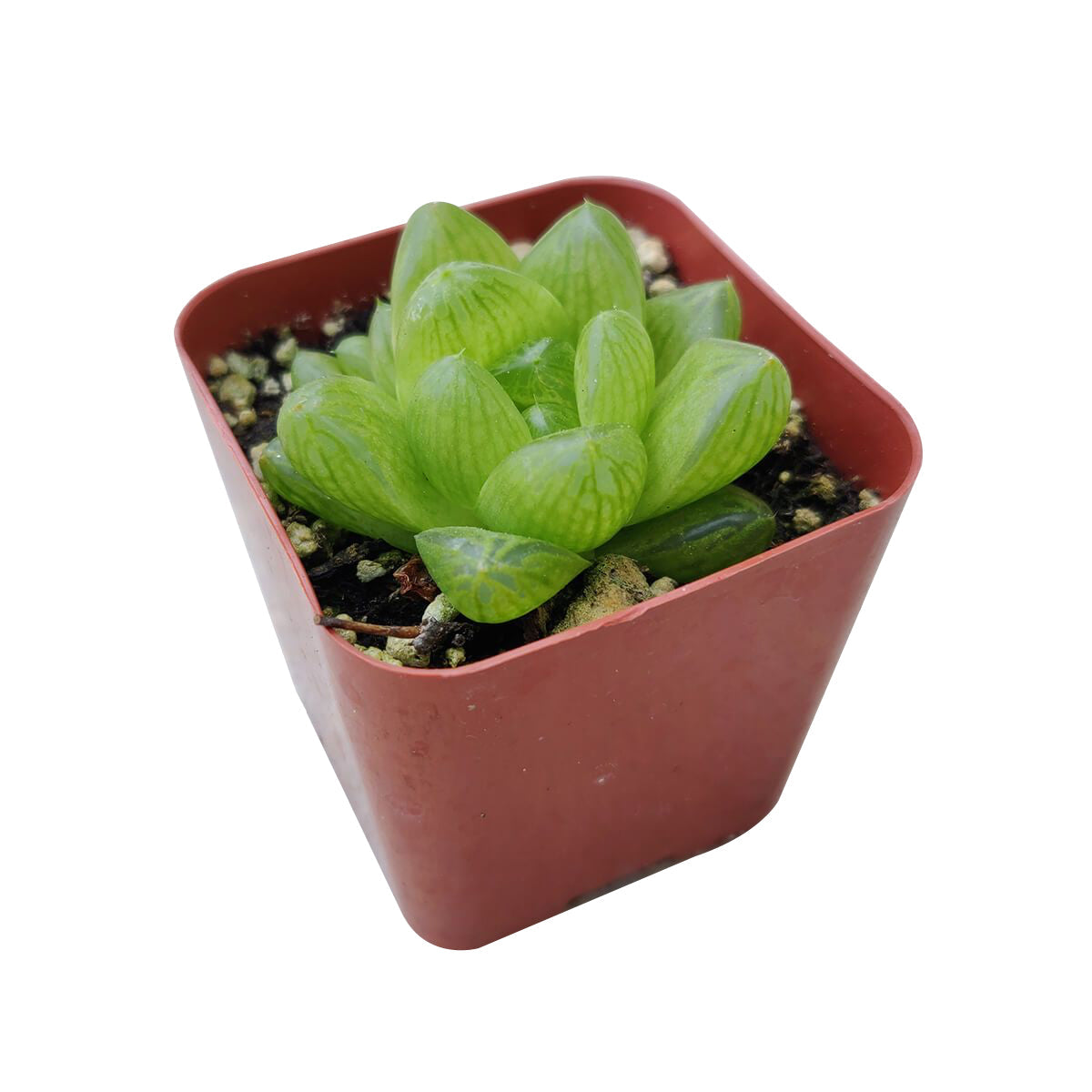 juicy succulent Haworthia Cymbiformis Var. Obtusa Succulent Plant and Care Guide