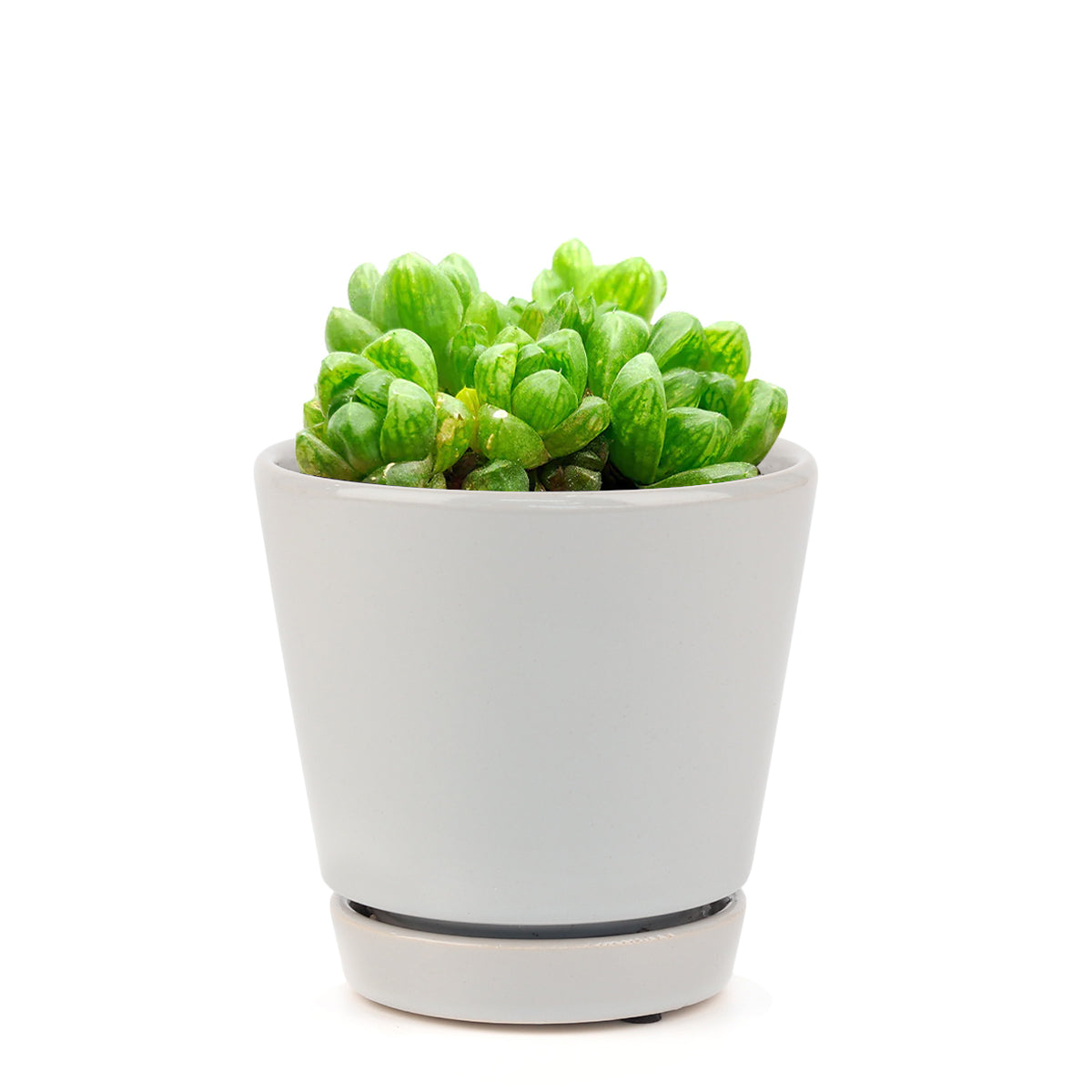 succulent care tips, Haworthia Cymbiformis Var. Obtusa in California, How to grow Haworthia Cymbiformis Var. Obtusa. indoor succulents.