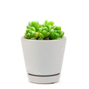 succulent care tips, Haworthia Cymbiformis Var. Obtusa in California, How to grow Haworthia Cymbiformis Var. Obtusa. indoor succulents.