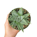 4 inch Haworthia, succulent in decorative pot, small houseplant